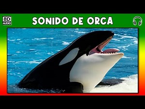 Killer whale sound - song - whistle - click