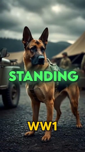 Evolution of the German Shepherd 🐺 | From War to Modern K9 (1400s–2026)
