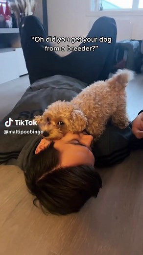 My Happiest Moment: Birth of Bingo the Maltipoo