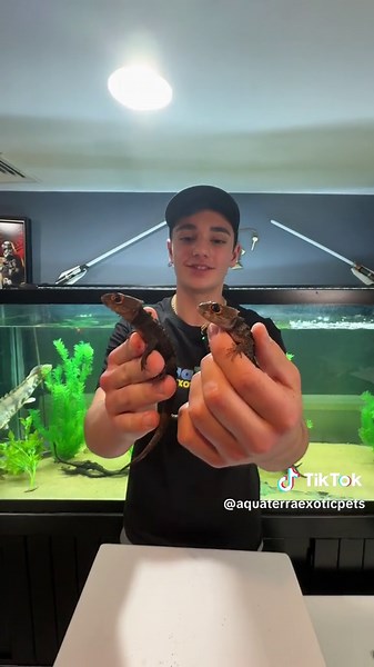 Reptile Unboxing! #unboxing #reptileunboxing #aquaterra #aquaterraexoticpets #reptiles #amphibians #frog #snakes #elephanttrunksnake #matamata #matamataturtle