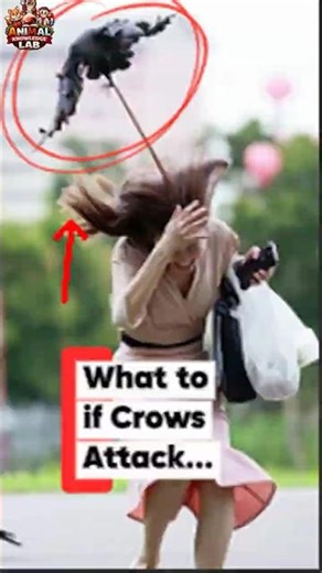 How to Survive a Crow Attack in Seconds #crow #animals #shorts