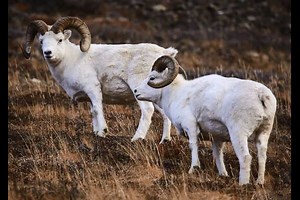 2.7K views · 113 reactions | What do Dall sheep sound like? Five...