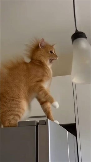 just a cat getting shocked #kitty #catvideos #shocked