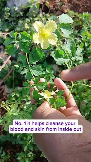 How to make the best jamaican cerasee tea