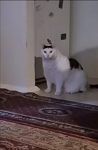 #huh? #Cat #gato #funny #meme #fyp #kitty #huhhuhhuhhuhhuhhuh | huh cat meme