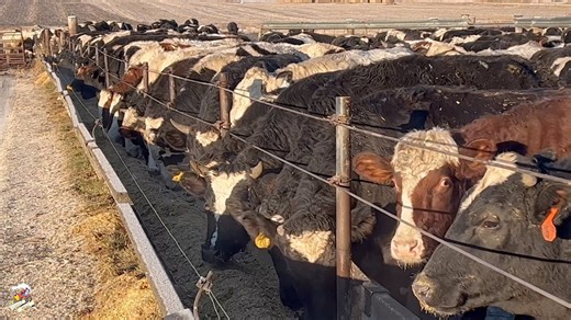 Feeding Cattle in Iowa on a Winter Morning. This farm is mixing up feed batched for their cattle herd starting with high moisture corn then moving on to dry hay. They also add some candy, distillers and other ingredients and once it is all mixed up they go and feed. | Farmhand Mike