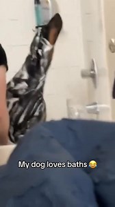 723K views · 50K reactions | The dog is very proud. #dog #funny #funnyanimals #funnypets #animals #dogsofttiktok #pet #foryou #longervideos #fblifestyle #spooky #cattle #conservationefforts #comedysketch #lostpet #relationshiphumor #maledog #wildlifeconservation #petsearch #petbehavior | FunniesPets | Facebook