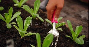 African Man gardening in the back yard garden, having fun, harvesting, Vegetable seedling in the ground, living an organic life, wearing comfortable clothes, farm working is my life.