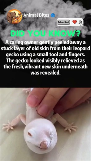 Leopard Gecko Gets Help Shedding Old Skin #naturedocumentary #wildlifefacts