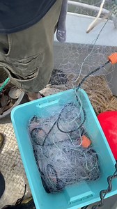 3.9K views · 32 reactions | How to set a gill net to catch bait fish easily. | Stephen Hazlife Fultz | Facebook