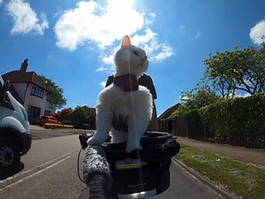 Just a few relaxing moments of Sigrid surfing the streets. 🐱🏄‍♀️ Support us on Patreon: https://www.patreon.com/TravisAndSigrid Buy us a coffee: https://www.buymeacoffee.com/sigirides Visit our shop: https://sigirides.bigcartel.com/ . . . #gatos #michis #kissa #pishi #pusa #kot #kit #chat #kedi #katze #gatto #katt #貓 #ネコ#고양이 #kucing #kotek #cats #cat #catlife #pets #catoftheday #sigrid #london #bike #cyclingphotos #bikelife #fixedgear #trackbikes | Travis and Sigrid