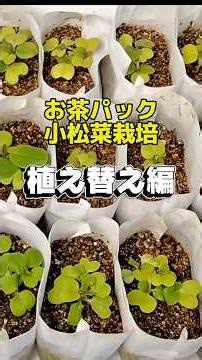 【室内栽培二毛作】発芽ムラを解決！小松菜を移植してみた #水耕栽培 #家庭菜園 #小松菜 #移植