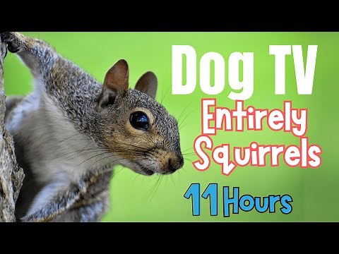 🌟 Squirrel TV ULTIMATE DOG TV FOR YOUR Dogs 🌟