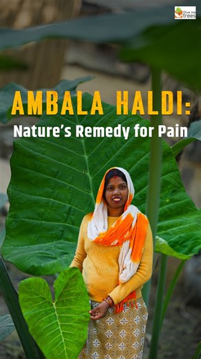 This is one of those remedies elders often keep in mind for children, because it is gentle and easy to use at home. It is usually preferred at night so the leaf stays in place and works slowly, without disturbing the child’s rest 🌿 [Give Me Trees, Give Me Trees Trust, plantation site, remedy, healing, wound, nature's remedy, Chot patta, native species, ancient healing, home remedies, planting a greener future, Peepal Baba Foundation] | Give Me Trees Trust