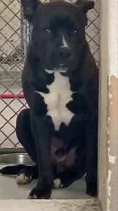 16K views · 3K reactions | ADOPTED - moved to SAFE Album on 12/27...