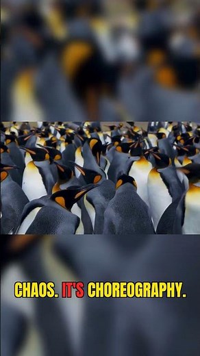 Emperor Penguins: The Ultimate Team Survival!