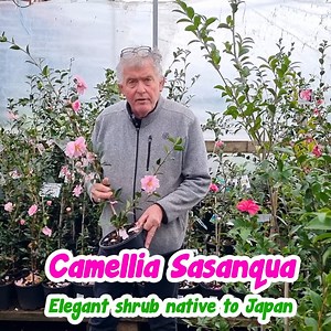 🌸We have a beautiful range of Camellia Sasanquas currently blooming in store! Because of their more compact growth habit and their smaller leaves, sasanquas make excellent clipped hedges, topiaries, and espaliers. They are great feature trees or used as potted specimens in tubs on patios, or around pathways! Best grown in full sun position. Some great varieties that we have in 8" pots are Pure Silk, Setsugekka, Jennifer Susan, Plantation Pink and Shell Pink from $29.99! Click here to get yours 