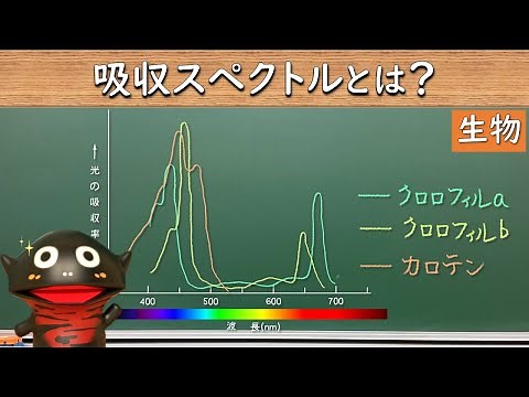 光合成色素が吸収する光の波長（吸収スペクトル）【63生物】