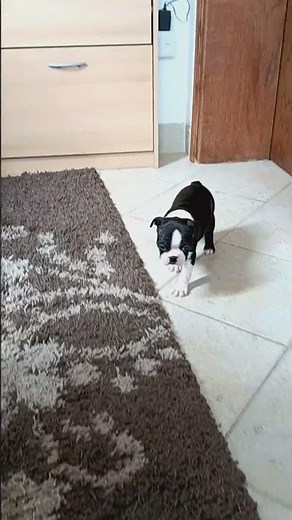 Boston Terrier Puppies