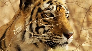 133K views · 542 shares | A young tigress learns the hard way that she cannot hunt on the turf of the dominant male tiger. #MissionCritical | National Geographic Animals | Facebook