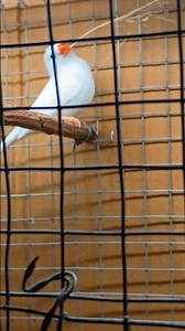 zebra finch nesting material collecting moment. #finch #birds #parrot