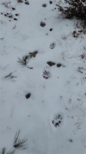 Kitty cat tracks
