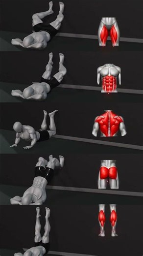Muscle Alignment