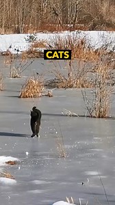5.2M views · 95K reactions | Here's me commentary on Cats on Ice  #cat #funnyreels #ozzymanreviews | Ozzy Man Reviews | Facebook