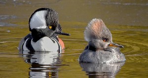 Hooded Merganser Photos and Videos for, All About Birds, Cornell Lab of Ornithology