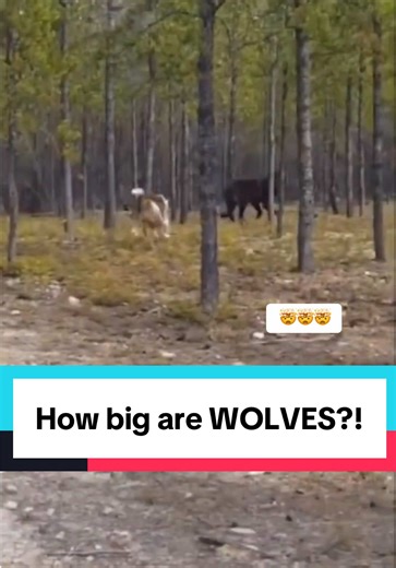 How Big Are Wolves Compared to Dogs?