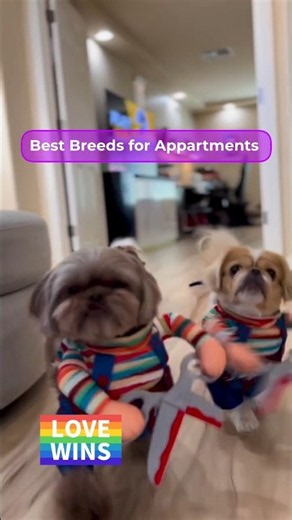 Best Dog Breeds for Apartment Living