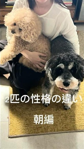 元気シュナ＆のんびりトイプーの朝☀️🐶 #ミニチュアシュナウザー #トイプードル #多頭飼い #犬のいる生活