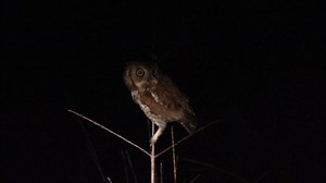 Call of the screech-owl
