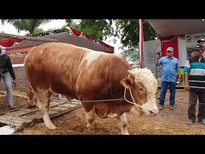 Sapi-Sapi Monster Team Nusantara