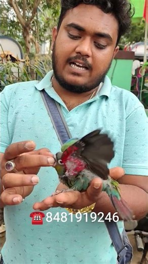 Crimson Bellied Conure 🦜#shorts#viral #seramporepetmarket #sreemoyiparrot #youtubeshorts#cbc#yt