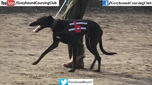 10K views · 511 reactions | subscribe us on youtube for more new racing videos https://www.youtube.com/@GreyhoundCoursingclub | Greyhound Coursing Club | Facebook