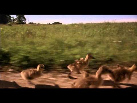 Fly Away Home (1996) - Goose