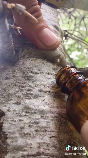 Pure fir resin is ancient medicine for your skin. The nectar of the tree. #asmr #pimplepop #asmrtiktoks #calming #satisfying #blisterpoppin #pimplepopper #asmrskincare #herbalism #wildcraft #wildtending #plantwisdom #treelover #weirdcore