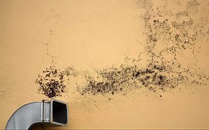 How to Test for Mold in Air Using a Home Test Kit