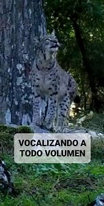 VOCALIZANDO A TODO VOLUMEN Un lince euroasiático ( Lynx lynx ) fue sorprendentemente captado vocalizando por una cámara trampa, durante un monitoreo realizado por la Dirección General de Conservación de la Naturaleza y Parques Nacionales. Un registro como este es sumamente peculiar y difícil de obtener en una especie que se desplaza sigilosamente por los bosques del este de Anatolia. Esta especie también es llamada lince boreal, es la mayor de su género llegando a pesar de 18 a 30 kg. Cumple un 
