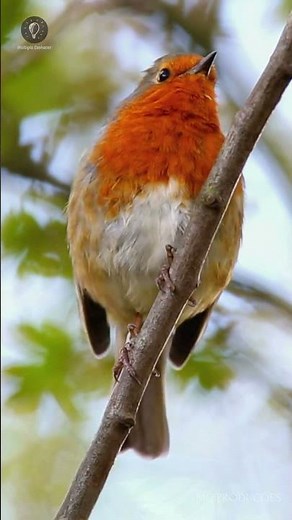 Sons reais de pássaros cantando | Cantos da floresta sem música | Natureza calmante