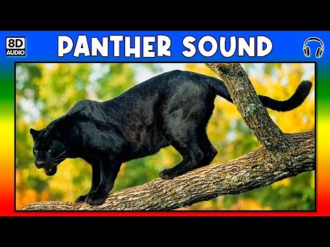 🐾 PANTHER SOUND - PANTHER SOUND EFFECT - SOUND OF PANTHER - NOISE OF PANTHER