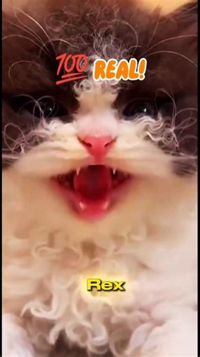 Meet the Selkirk Rex: The Rare Curly Poodle Cat 🐈‍⬛ #shorts #animalfacts