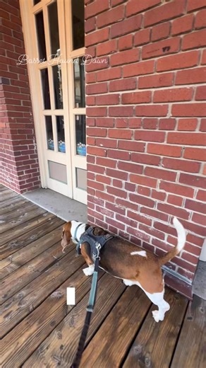 Take a walk with us through some of Old Town Sacramento and the Waterfront area. Our humans were so happy we took them out. Woof and Wags.❤️ Frankie and Henrietta #bassethounddown #frankieandhenrietta #frankieandhenri #oldtownsacramento #dogfriendlytravel #rvliving | Basset Hound Down