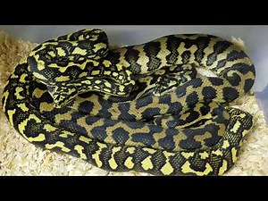 Jungle Carpet Pythons Breeding!