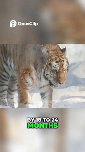 Siberian Tiger (Panthera tigris altaica) – Power, Territory, and Survival in the Far East