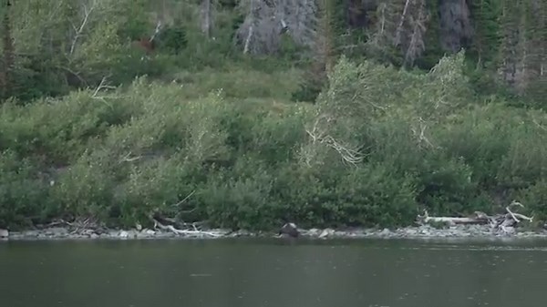 Watch A Grizzly Bear Eat A Moose While Couple Exchanges Wedding Vows