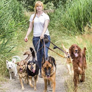 Canine Business Diploma Course - Centre Of Excellence