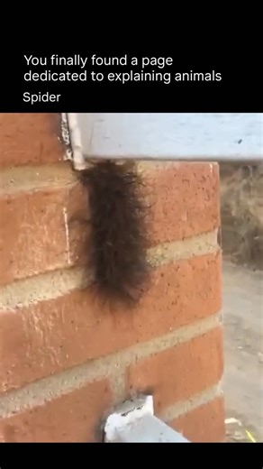 @explainedanimals | Spiders are eight-legged arachnids, not insects, and they belong to the class Arachnida. They are found on every continent except... | Instagram