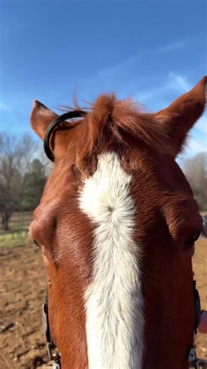 The darn camera was low battery and died before it could find us so you will just have to take my word for it. I really wanted to show y’all how I like to pattern my young horses but we shall do it next time. For now here’s my explanation on how I do my pattern slow work. This was taught to me when I was about 14-15 by an amazing trainer. Ive trained all my own barrel horses except for 1 ! . I loveeee building a Horses confidence for a lifetime of runs. I would love to hear some of y’all’s favor
